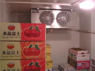 花都火龍果種植基地—陳經(jīng)理