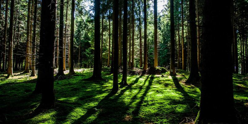 中国政府强化反垄断监管：公共服务与政府信息视角下的平台经济健康发展分析