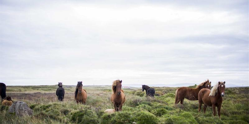 中国政府机构如何实施积极财政政策：在稳增长、调结构与防范债务风险间寻求平衡