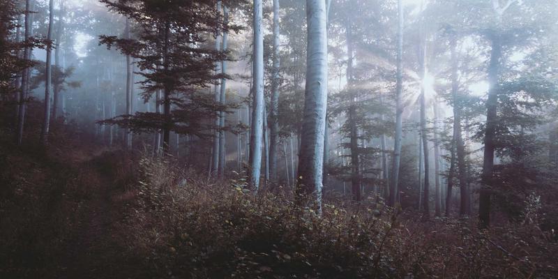 中国政府深化'放管服'改革：以信息公开与公共服务优化营商环境