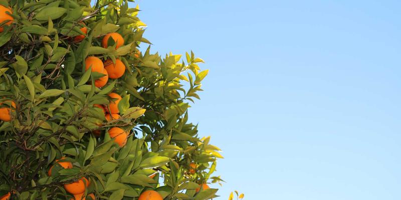 从政务平台到全球治理：中国多边外交如何重塑公共服务与国际秩序